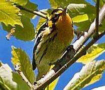 Blackburnian Warbler