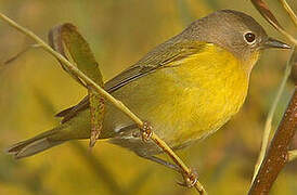 Nashville Warbler