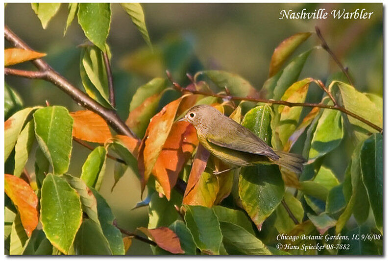 Nashville Warbler