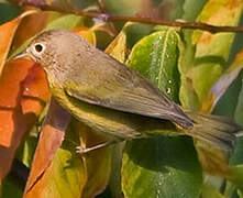 Nashville Warbler