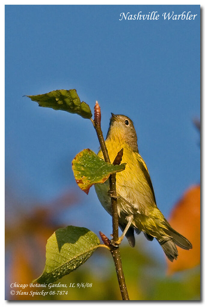 Nashville Warbler