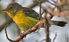 Magnolia Warbler