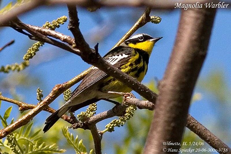 Magnolia Warbler male adult breeding