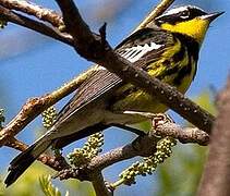 Paruline à tête cendrée