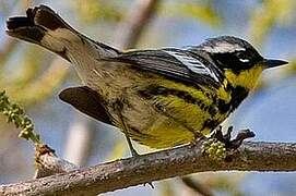 Magnolia Warbler