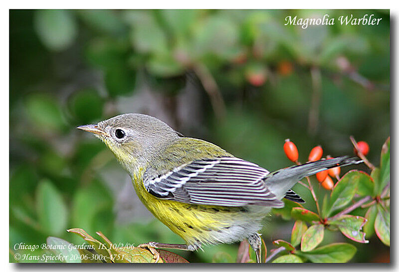 Magnolia Warbleradult