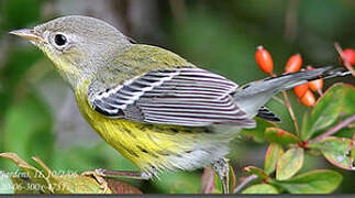 Magnolia Warbler