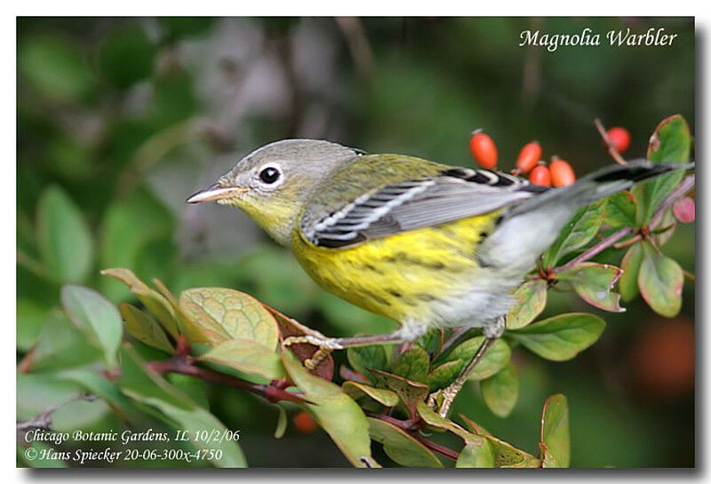 Magnolia Warbleradult