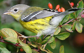 Magnolia Warbler