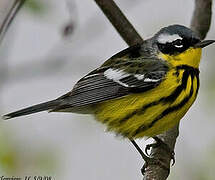 Magnolia Warbler