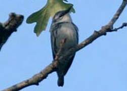 Cerulean Warbler