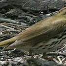 Paruline couronnée