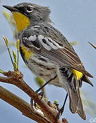 Audubon's Warbler