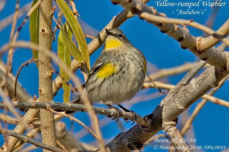 Audubon's Warbler