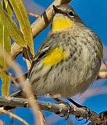 Audubon's Warbler