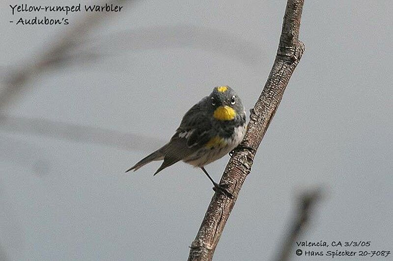 Audubon's Warbler