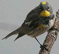 Audubon's Warbler