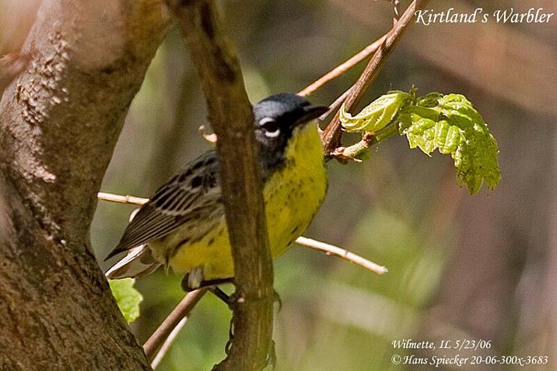 Kirtland's Warbler male adult breeding