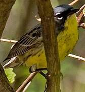 Kirtland's Warbler