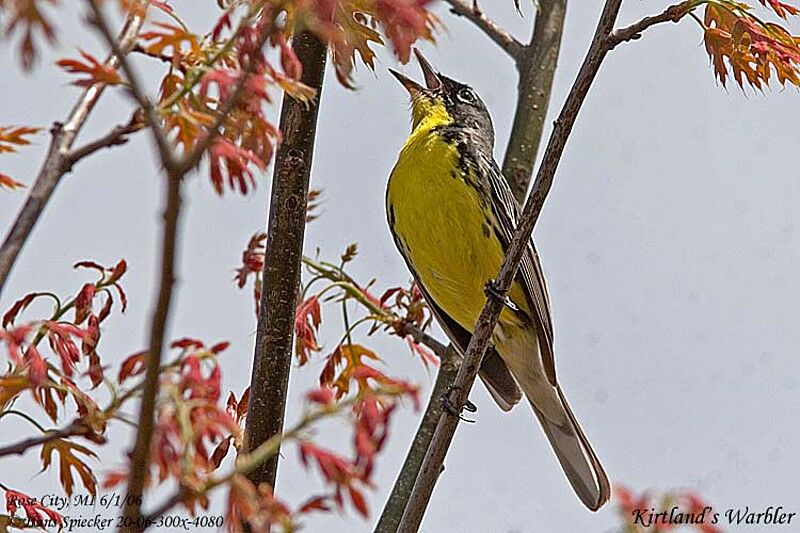 Kirtland's Warbler male adult breeding