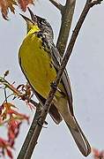 Kirtland's Warbler