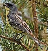 Kirtland's Warbler