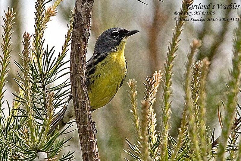 Kirtland's Warbler male adult breeding