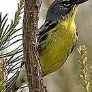 Paruline de Kirtland