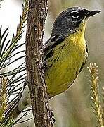 Kirtland's Warbler