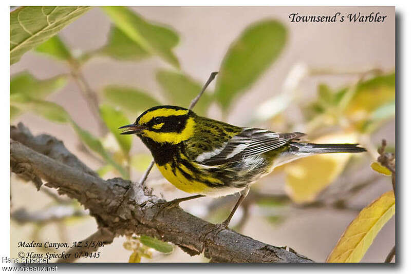 Townsend's Warbler male adult breeding, identification