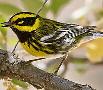 Townsend's Warbler