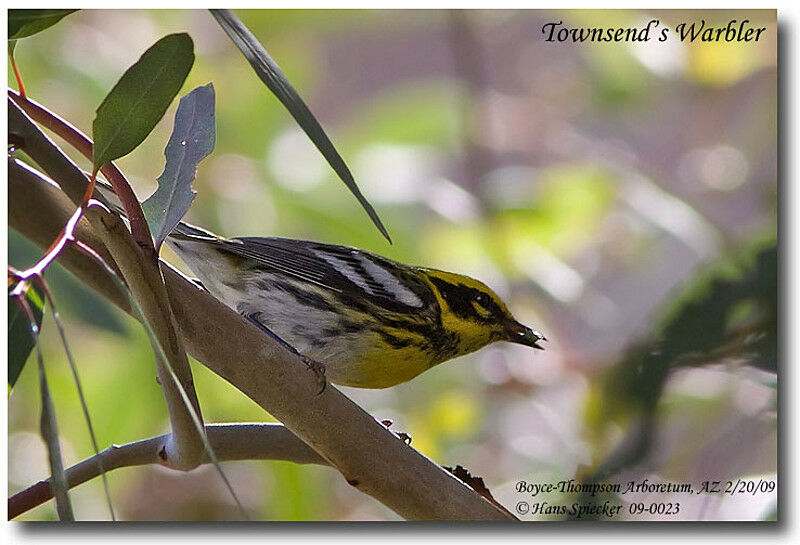 Paruline de Townsendadulte