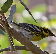 Townsend's Warbler