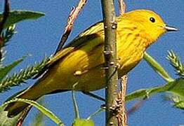 Mangrove Warbler