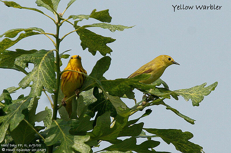 Mangrove Warbler