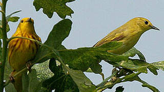 Mangrove Warbler