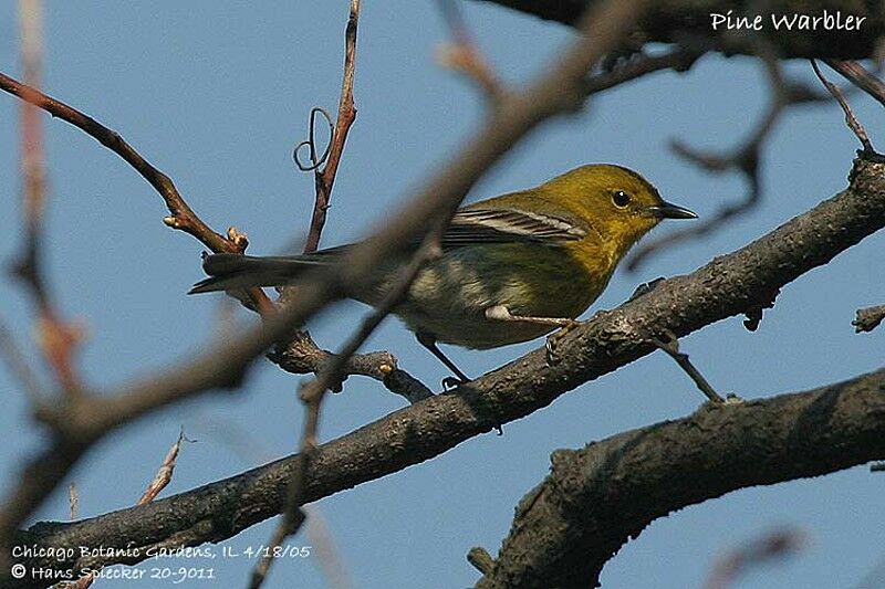 Pine Warbler