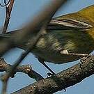 Paruline des pins