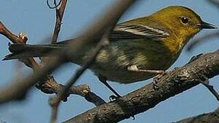 Pine Warbler