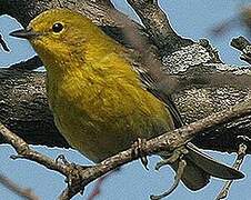 Pine Warbler