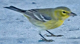 Pine Warbler