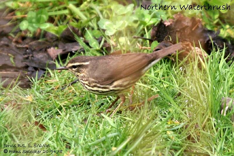 Northern Waterthrush