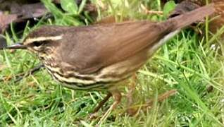 Northern Waterthrush