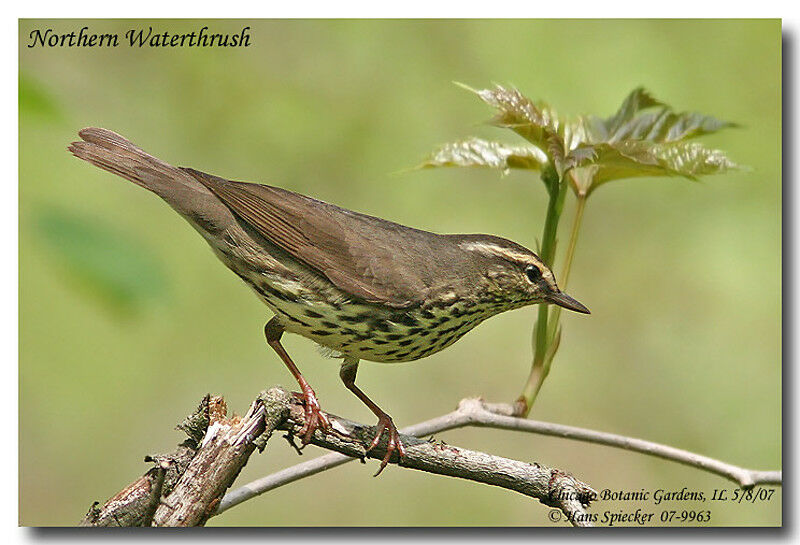 Paruline des ruisseauxadulte