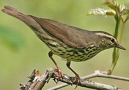 Paruline des ruisseaux