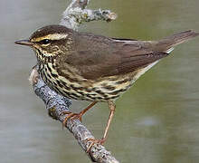 Northern Waterthrush