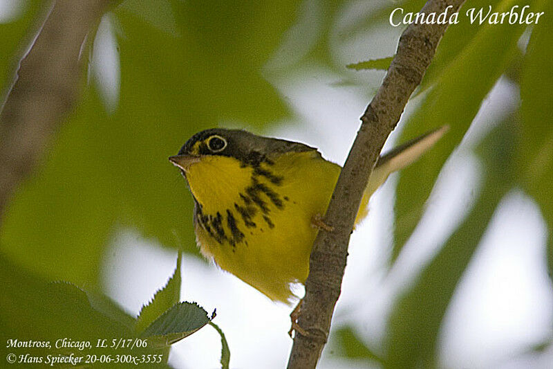 Paruline du Canada mâle adulte nuptial