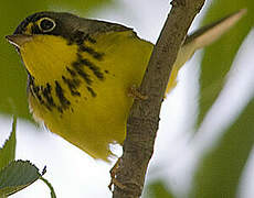 Canada Warbler