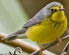 Canada Warbler