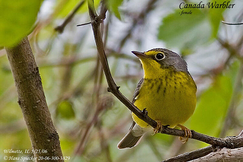 Canada Warbler female adult breeding